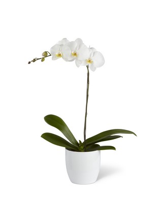 The FTD White Orchid Planter